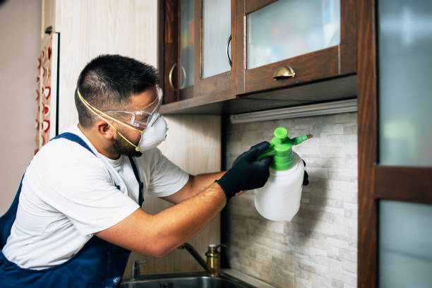 Wasp Removal Services in Boring, OR